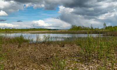 spring landscape in a peat bog, bog texture, Sedas moor, Latvia