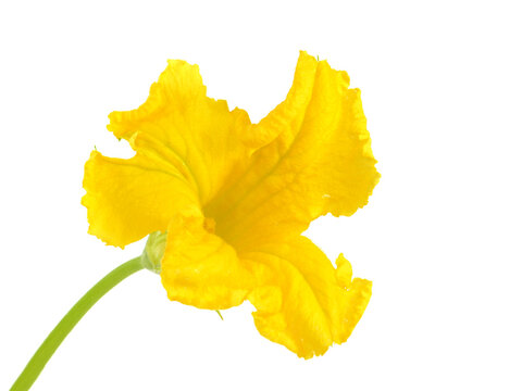 Yellow pumpkin flower isolated on white