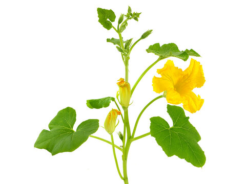 Pumpkin plant with yellow flower and buds