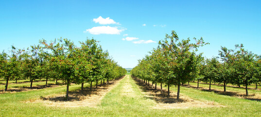 Beautiful nature scene with cherry tree. plantation of cherry trees in springtime. fruit orchard in...