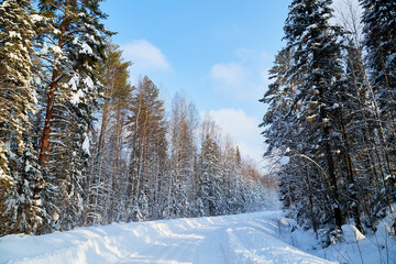 White road in a winter forest with snow covered trees in a sunny day