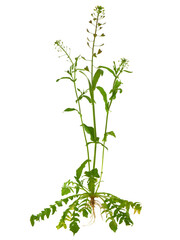 Shepherd's purse plant isolated on white, Capsella bursa-pastoris