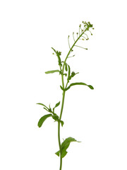 Fototapeta na wymiar Shepherd's purse plant isolated on white, Capsella bursa-pastoris
