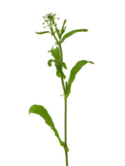 Shepherd's purse plant isolated on white, Capsella bursa-pastoris
