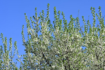 flowering plum on a background of the spring sky
