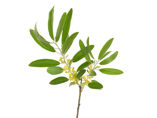 Branch of blooming Russian olive tree isolated on white, Elaeagnus angustifolia
