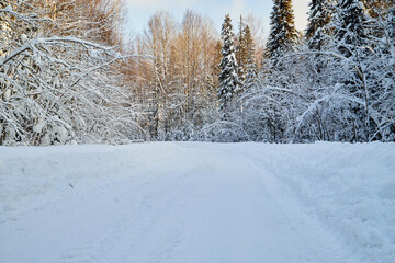 White road in a winter forest with snow covered trees in a sunny day