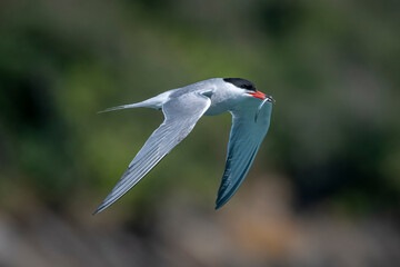 Sterne pierregarin en vol avec sa proie dans le bec.