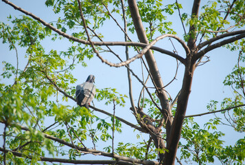 indian wild pigeon on a green branch on a indian village, Indian Wildlife 