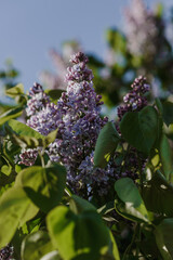 Spring tree blooming