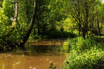 View of the forest river. A landscape with a river and forest trees on a Sunny summer day.