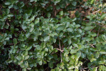 Kermes Oak, Quercus coccifera, bush