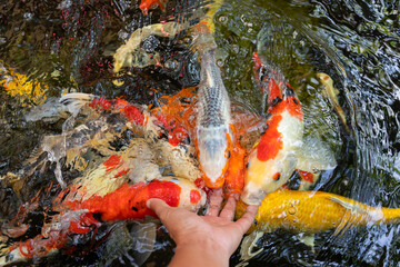 Feeding koi fish carp by hand (Cyprinus Rubrofuscus)