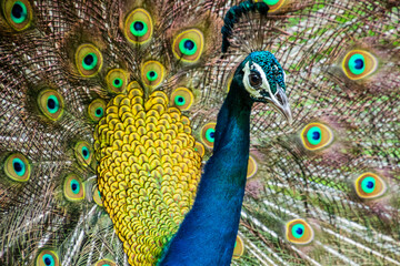 Obraz premium An Indian male peacock dancing 