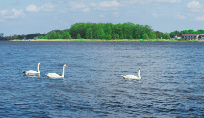 Three swans are swimming in the water