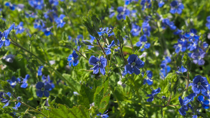 Veronica chamaedrys, the germander speedwell, bird`s-eye speedwell, or cat`s eyes is an herbaceous perennial species of flowering plant in the plantain family Plantaginaceae.