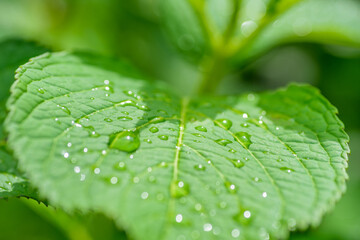 葉っぱの上のしずく