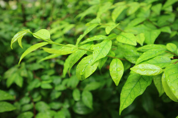 Fototapeta na wymiar Closeup bright green leaves with raindrops 