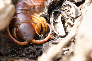 centipede (Scolopendra sp.) on ground finding hold and hide