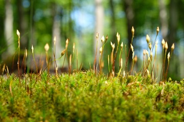 Closeup of blooming moss in forest with nice sunlight