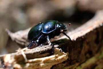 Close up of Anoplotrupes stercorosus, the dor beetle in the forest
