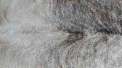 close up of fur