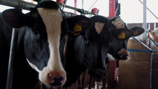 Row of cows in stable