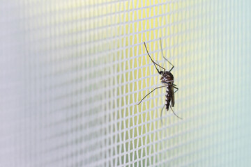 Aedes aegypti Mosquito on white mosquito wire mesh