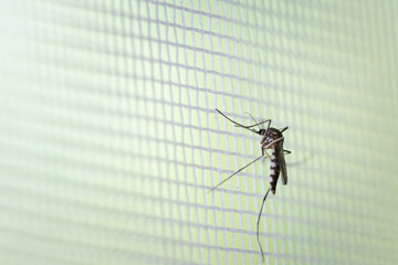 Aedes aegypti Mosquito on white mosquito wire mesh