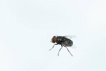 green fly house on white background