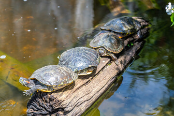 Turtles - Lisbon Zoo