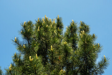 Green flowering pines on a Sunny summer day. Coniferous trees grow in the Park forest.