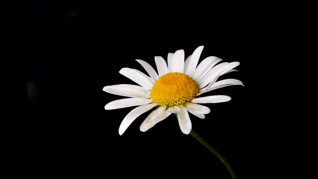 A droplet of water falling onto a white and yellow flower, oxeye daisy with a black background.