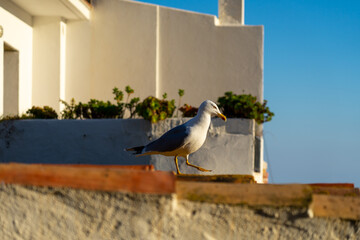 Cadaques landscape on Costa Brava, Catalonia, Spain