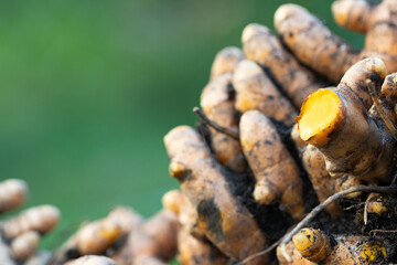 Turmeric root (Curcuma longa),Herb plant