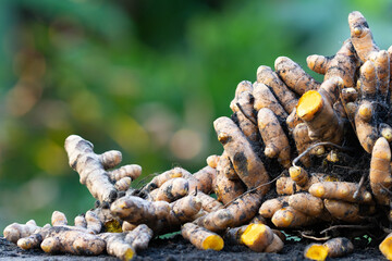Turmeric root (Curcuma longa),Herb plant