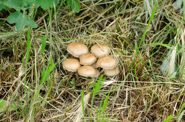 Poisonous mushrooms in the grass close-up