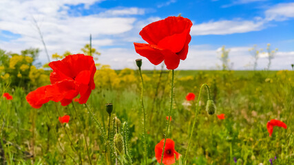 Red poppies in the field closeup.