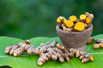 Turmeric root (Curcuma longa),Herb plant