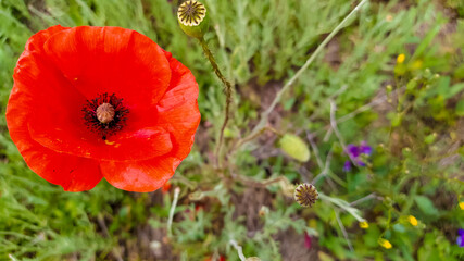 Beautiful red poppy in the field closeup.