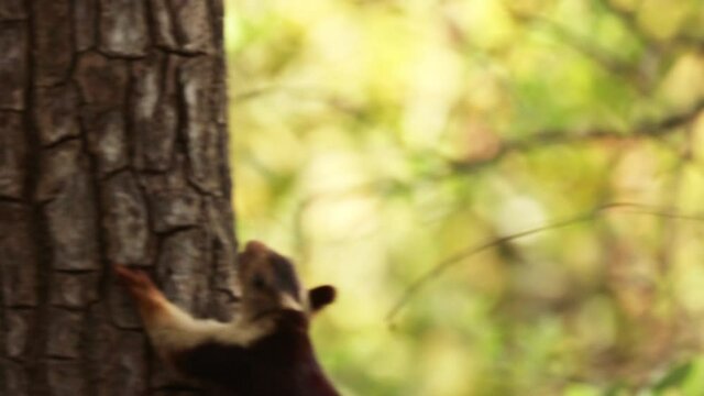 Goa, India. Indian Giant Squirrel, Or Malabar Giant Squirrel, Ratufa Indica Climbing On Tree Ant Eating. It Is A Large Tree Squirrel Species In The Genus Ratufa Native To Forests Woodlands In India