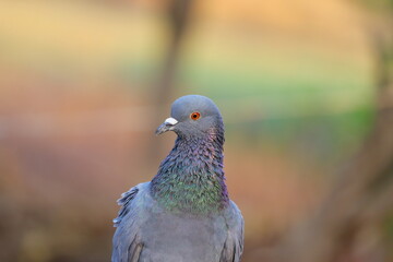 font view rock pigeon bird