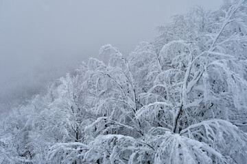 Needles of pine in winter in frost. Close-up at Mountain zao,Yamagata,Tohoku,Japan