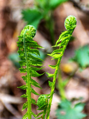bright ferns on a background of swampy soil