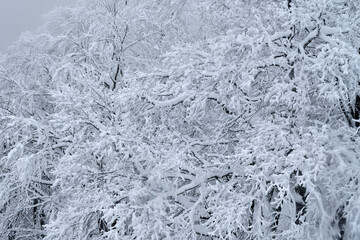 Needles of pine in winter in frost. Close-up at Mountain zao,Yamagata,Tohoku,Japan