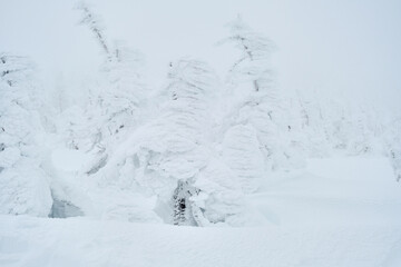 Snow covered trees Looks like a snow monster. And wide snow area at Mountain zao,Yamagata,Tohoku,Japan