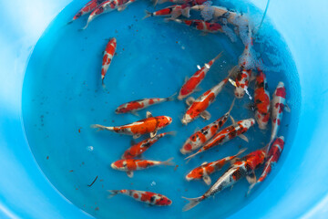 Fancy carp fish in blue chamber