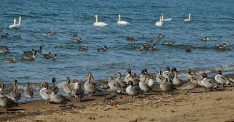 Many ducks and swans at the Lake Inawashiro in Fukushima,Japan

K
