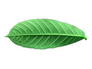 Fototapeta premium Green leaves on a white background