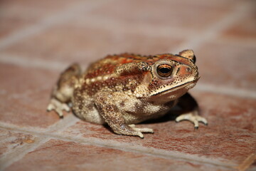 Indian toad
